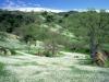 Spring Wildflowers and Oak Covered Hills, Kern